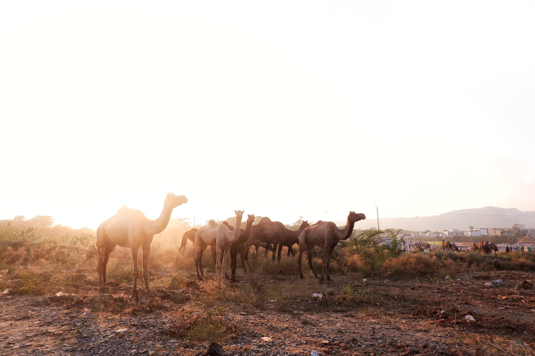 Life in Pushkar photograph 14